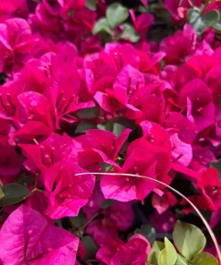 La Jolla Bougainvillea Live Plant – Red Tropical Shrub – 2 Pack – 5-9 Inches - Image 1