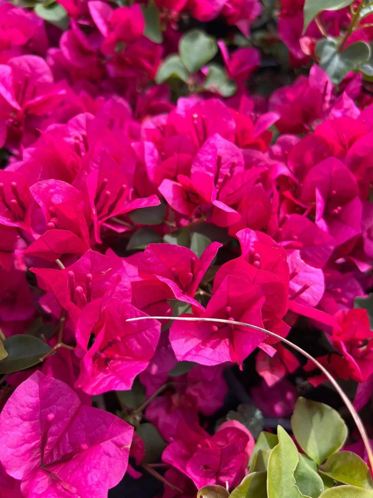 La Jolla Bougainvillea Live Plant – Red Tropical Shrub – 2 Pack – 5-9 Inches - Image 1