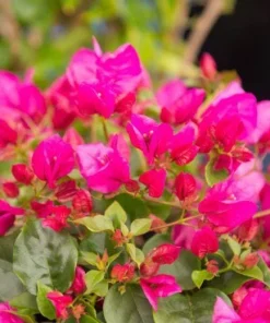 La Jolla Bougainvillea Live Plant – Red Tropical Shrub – 2 Pack – 5-9 Inches - Image 2