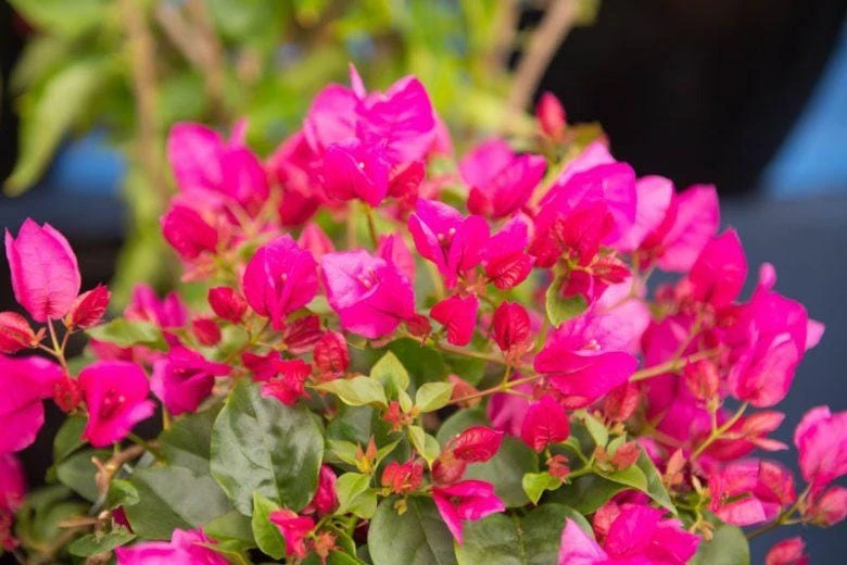 La Jolla Bougainvillea Live Plant – Red Tropical Shrub – 2 Pack – 5-9 Inches - Image 2