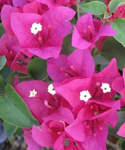La Jolla Bougainvillea Live Plant – Red Tropical Shrub – 2 Pack – 5-9 Inches - Image 3