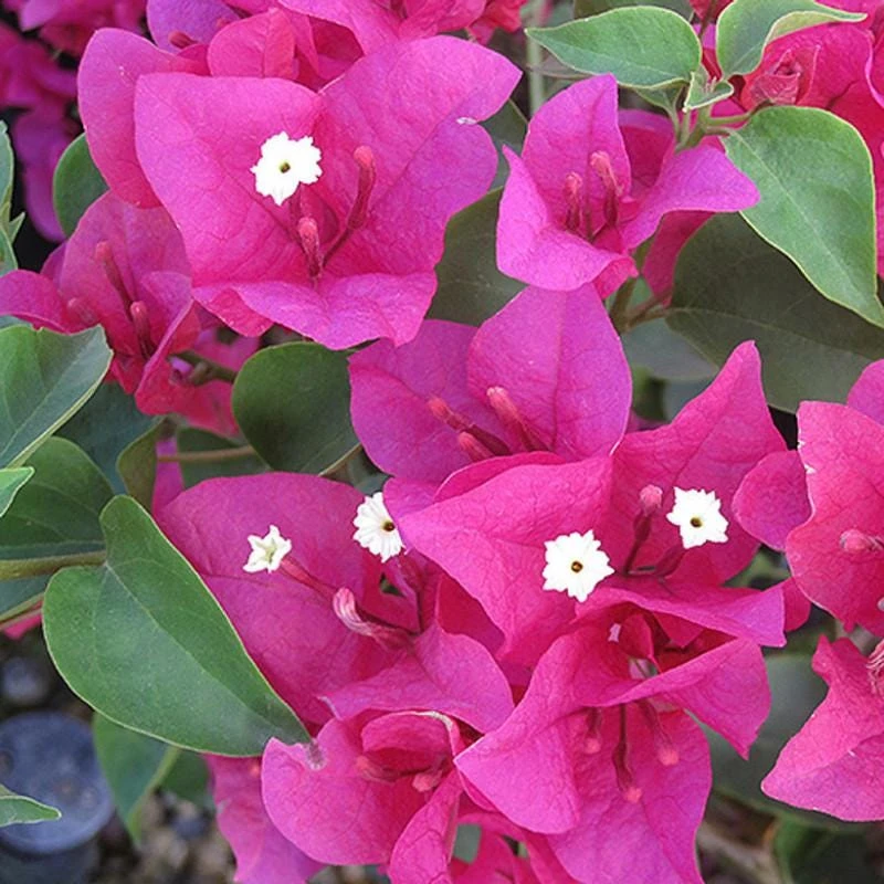 La Jolla Bougainvillea Live Plant – Red Tropical Shrub – 2 Pack – 5-9 Inches - Image 3