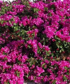 La Jolla Bougainvillea Live Plant – Red Tropical Shrub – 2 Pack – 5-9 Inches - Image 4