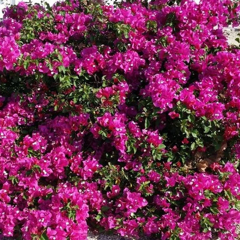 La Jolla Bougainvillea Live Plant – Red Tropical Shrub – 2 Pack – 5-9 Inches - Image 4