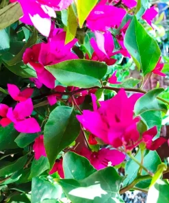La Jolla Bougainvillea Live Plant – Red Tropical Shrub – 2 Pack – 5-9 Inches - Image 5