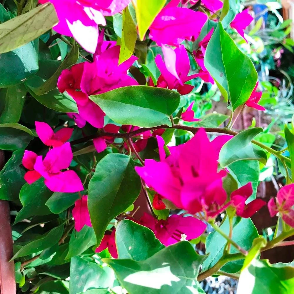 La Jolla Bougainvillea Live Plant – Red Tropical Shrub – 2 Pack – 5-9 Inches - Image 5