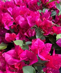 La Jolla Bougainvillea Live Plant – Red Tropical Shrub – 2 Pack – 5-9 Inches - Image 6