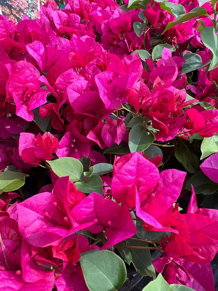 La Jolla Bougainvillea Live Plant – Red Tropical Shrub – 2 Pack – 5-9 Inches - Image 6