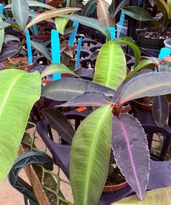 Labisia pumila Live Plant - Kacip Fatimah Tropical Herb - Medicinal Foliage - Image 3