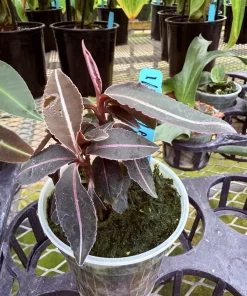 Labisia pumila Live Plant - Kacip Fatimah Tropical Herb - Medicinal Foliage - Image 4