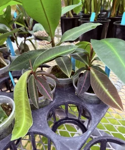Labisia pumila Live Plant - Kacip Fatimah Tropical Herb - Medicinal Foliage - Image 6