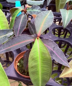 Labisia pumila Live Plant - Kacip Fatimah Tropical Herb - Medicinal Foliage - Image 7