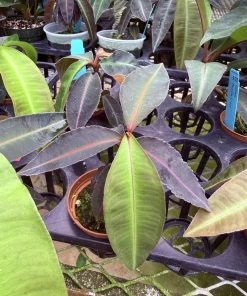 Labisia pumila Live Plant - Kacip Fatimah Tropical Herb - Medicinal Foliage - Image 8