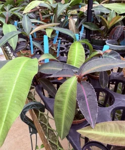 Labisia Pumila Live Plant - Rare Tropical Houseplant for Indoor Display - Image 2