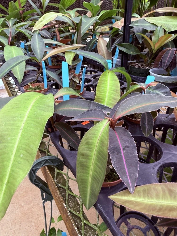 Labisia Pumila Live Plant - Rare Tropical Houseplant for Indoor Display - Image 2