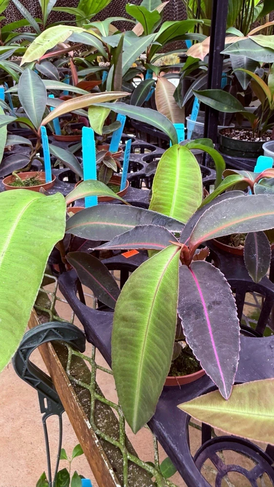 Labisia Pumila Live Plant - Rare Tropical Houseplant for Indoor Display - Image 3
