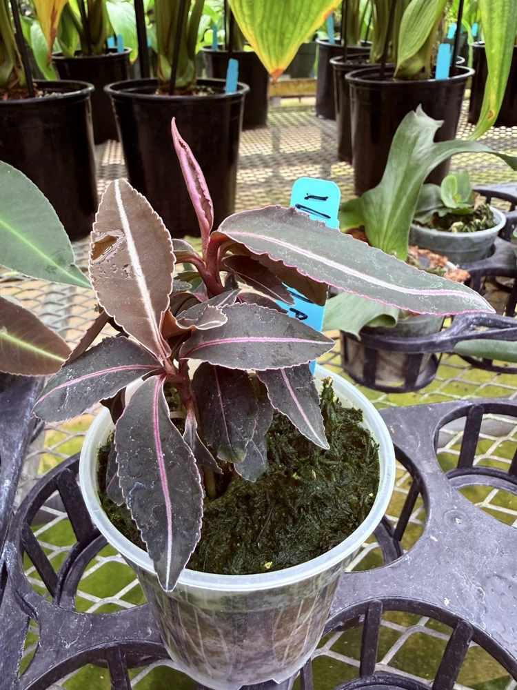Labisia Pumila Live Plant - Rare Tropical Houseplant for Indoor Display - Image 4
