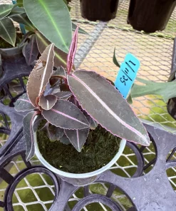 Labisia Pumila Live Plant - Rare Tropical Houseplant for Indoor Display - Image 5