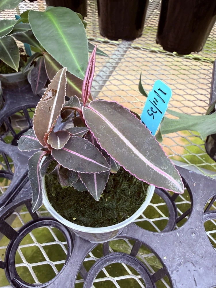 Labisia Pumila Live Plant - Rare Tropical Houseplant for Indoor Display - Image 5
