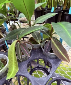 Labisia Pumila Live Plant - Rare Tropical Houseplant for Indoor Display - Image 6