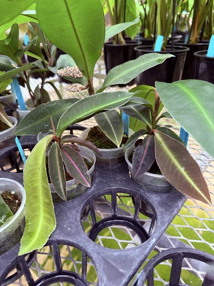 Labisia Pumila Live Plant - Rare Tropical Houseplant for Indoor Display - Image 6