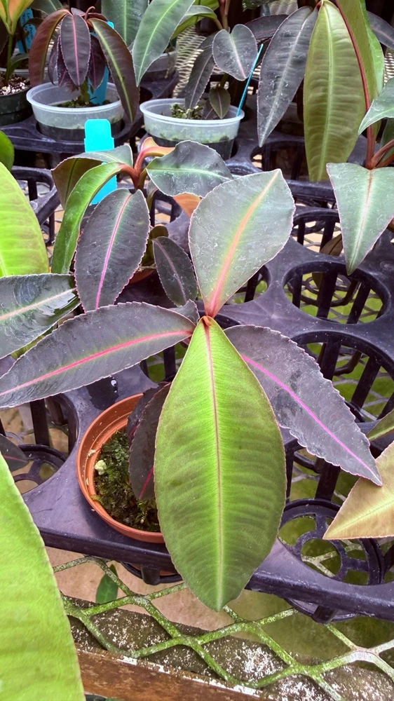 Labisia Pumila Live Plant - Rare Tropical Houseplant for Indoor Display - Image 7