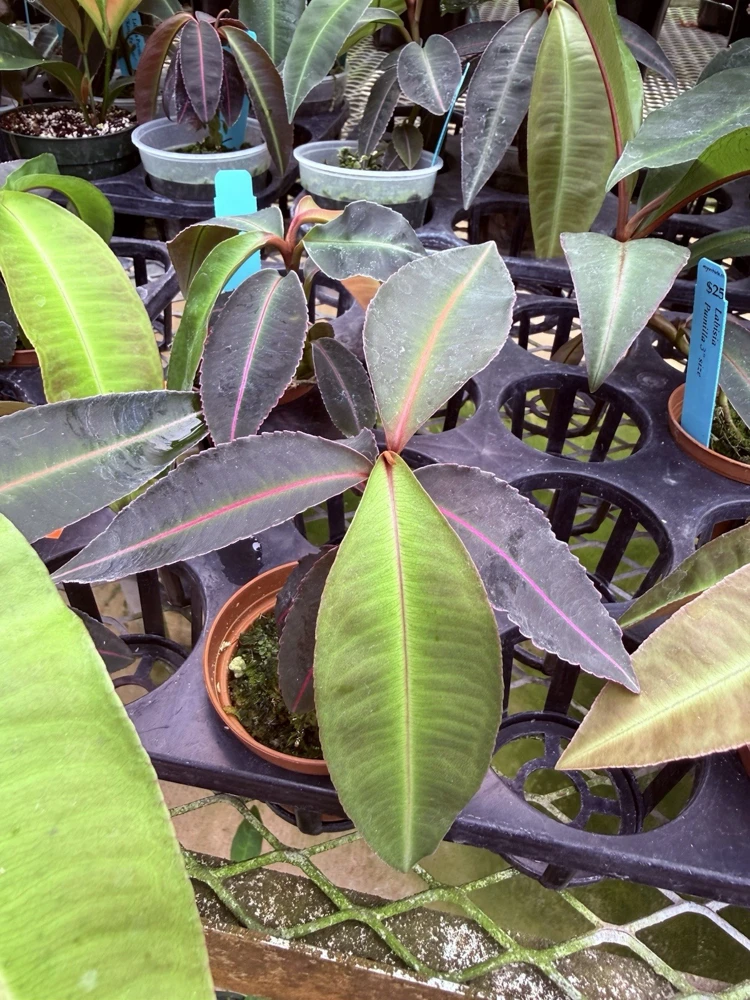 Labisia Pumila Live Plant - Rare Tropical Houseplant for Indoor Display - Image 8