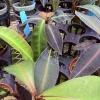 Labisia Pumila Live Plant - Rare Tropical Houseplant for Indoor Display - Image 1