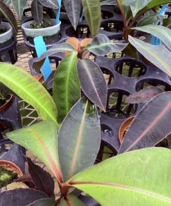Labisia Pumila Live Plant - Rare Tropical Houseplant for Indoor Display - Image 1