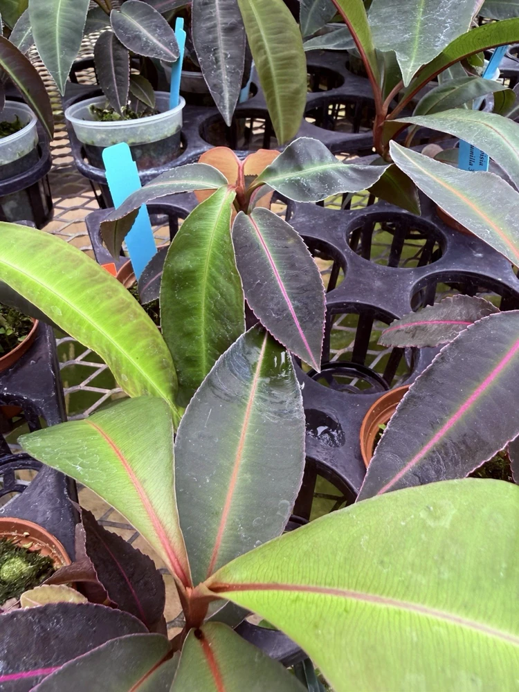 Labisia Pumila Live Plant - Rare Tropical Houseplant for Indoor Display - Image 1