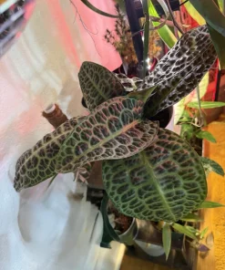 Labisia 'Turtle Back' Live Plant - Rare Tropical Foliage Houseplant - Image 2