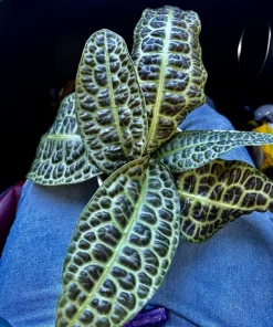 Labisia 'Turtle Back' Live Plant - Rare Tropical Foliage Houseplant - Image 3