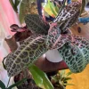 Labisia 'Turtle Back' Live Plant - Rare Tropical Foliage Houseplant - Image 1