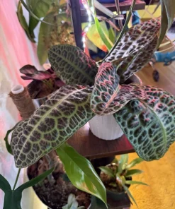 Labisia 'Turtle Back' Live Plant - Rare Tropical Foliage Houseplant - Image 1