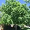 Lacebark Elm Live Tree (Ulmus parvifolia) - Fast Growing Shade Tree - 12-18" Tall in 4" Pot - Image 1