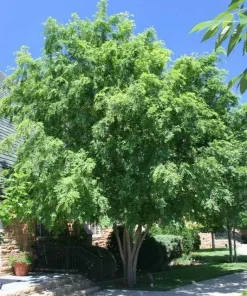 Lacebark Elm Live Tree (Ulmus parvifolia) - Fast Growing Shade Tree - 12-18" Tall in 4" Pot - Image 1
