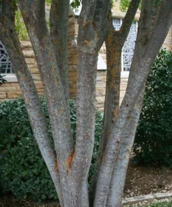 Lacebark Elm Live Tree (Ulmus parvifolia) - Fast Growing Shade Tree - 12-18" Tall in 4" Pot - Image 2