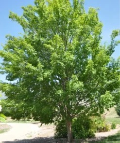 Lacebark Elm Live Tree (Ulmus parvifolia) - Fast Growing Shade Tree - 12-18