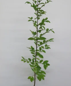 Lacebark Elm Live Tree (Ulmus parvifolia) - Fast Growing Shade Tree - 12-18
