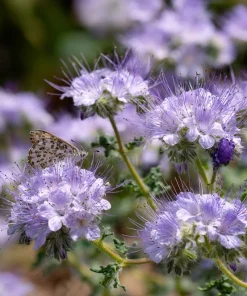 Lacy Phacelia Seeds - Delicate Purple Blooms - 100 Seeds - Pollinator & Soil Enhancer - Image 2