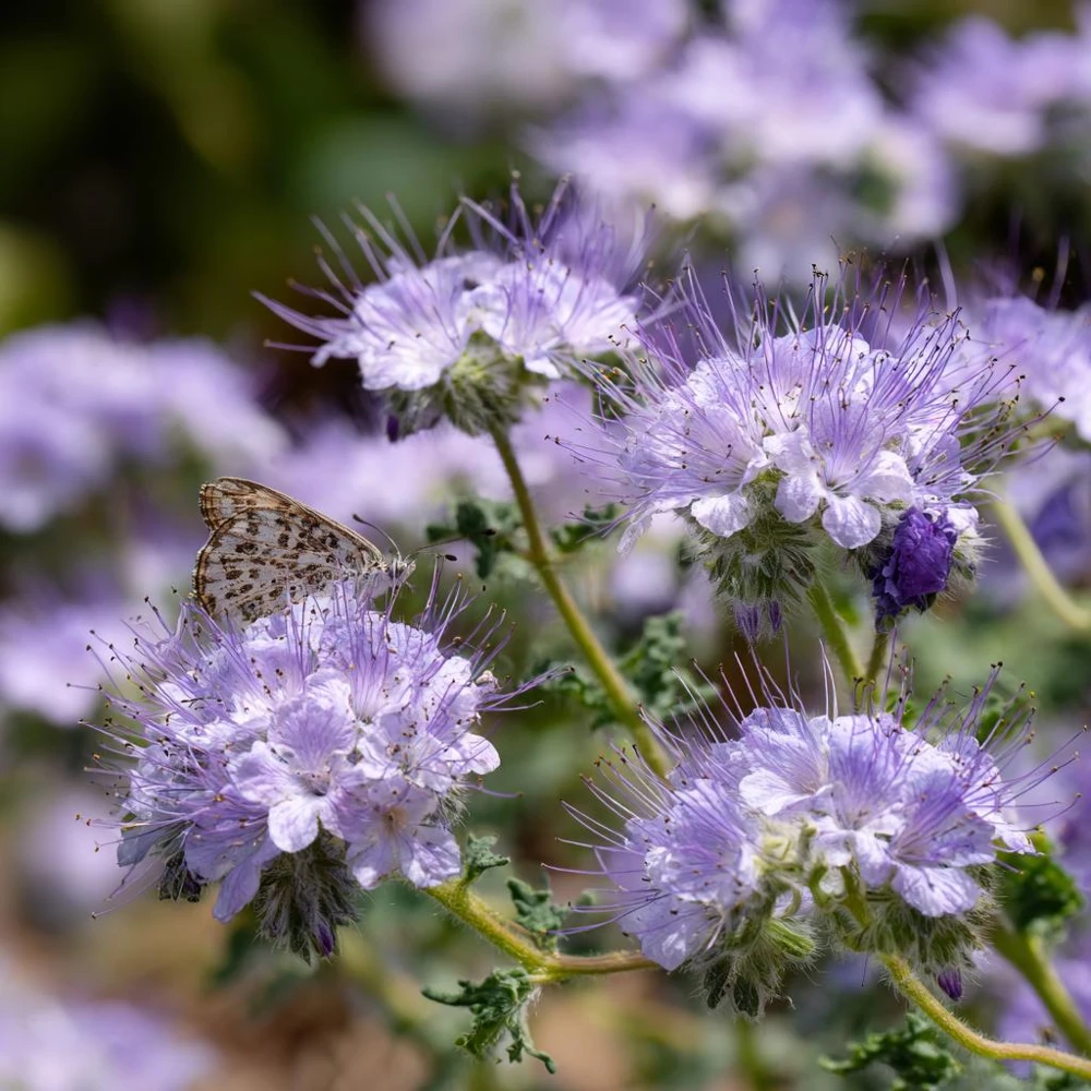 Lacy Phacelia Seeds - Delicate Purple Blooms - 100 Seeds - Pollinator & Soil Enhancer - Image 2