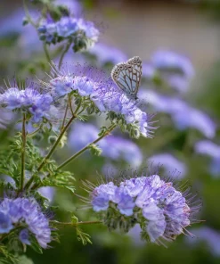 Lacy Phacelia Seeds - Delicate Purple Blooms - 100 Seeds - Pollinator & Soil Enhancer - Image 3