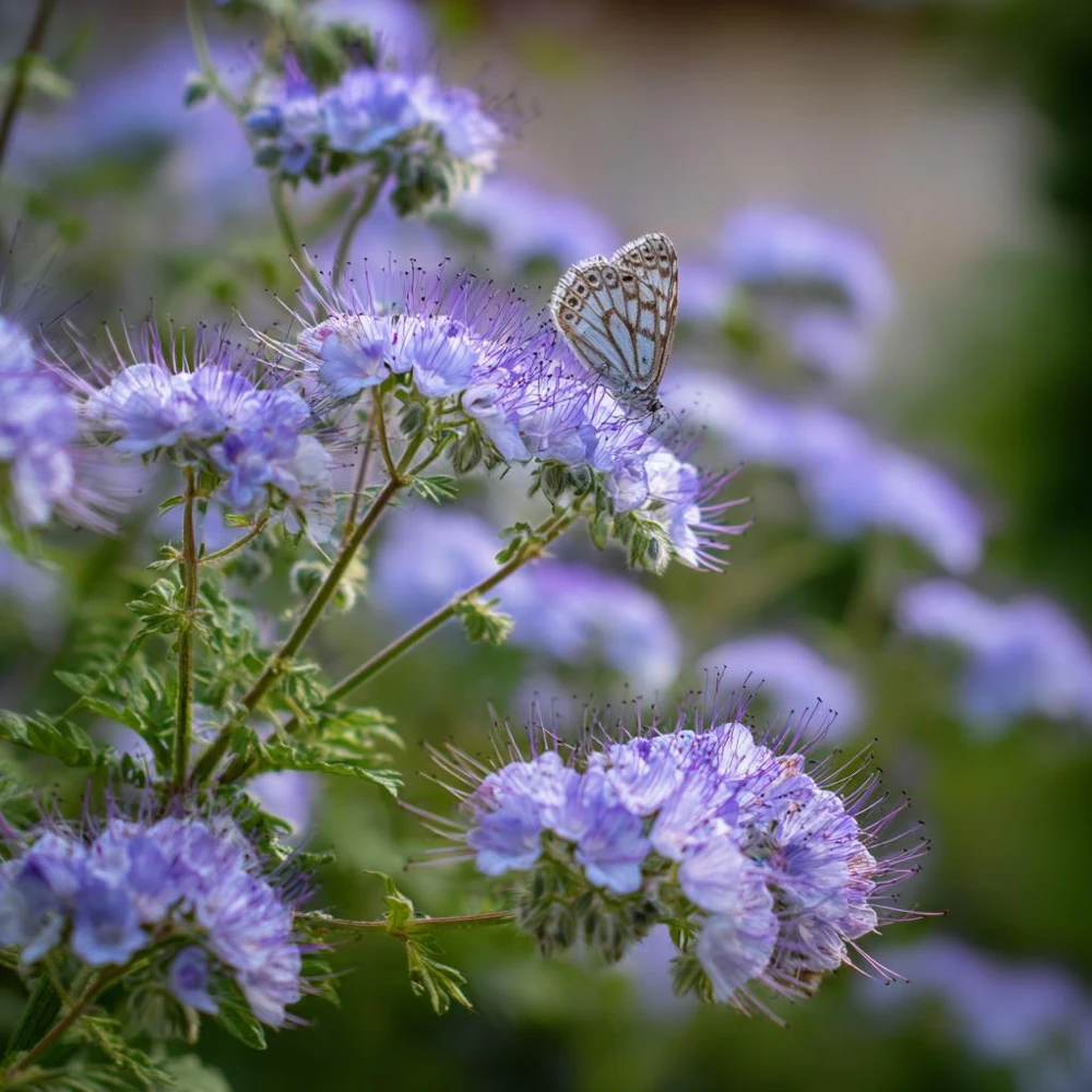 Lacy Phacelia Seeds - Delicate Purple Blooms - 100 Seeds - Pollinator & Soil Enhancer - Image 3