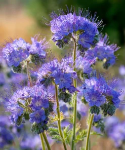 Lacy Phacelia Seeds - Delicate Purple Blooms - 100 Seeds - Pollinator & Soil Enhancer - Image 4