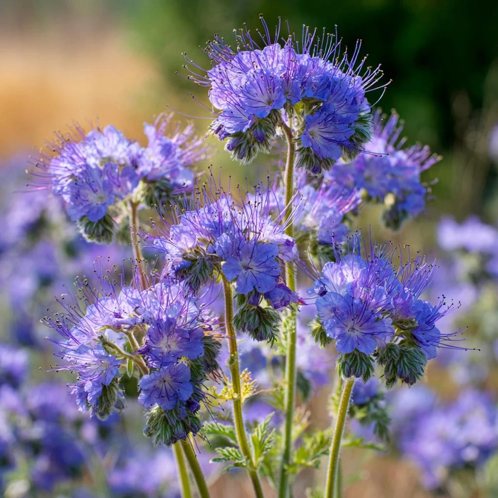 Lacy Phacelia Seeds - Delicate Purple Blooms - 100 Seeds - Pollinator & Soil Enhancer - Image 4