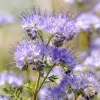 Lacy Phacelia Seeds - Delicate Purple Blooms - 100 Seeds - Pollinator & Soil Enhancer - Image 1