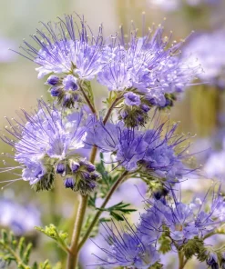 Lacy Phacelia Seeds - Delicate Purple Blooms - 100 Seeds - Pollinator & Soil Enhancer - Image 1