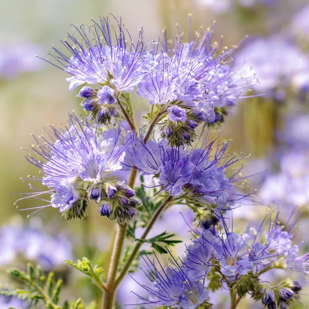 Lacy Phacelia Seeds - Delicate Purple Blooms - 100 Seeds - Pollinator & Soil Enhancer - Image 1