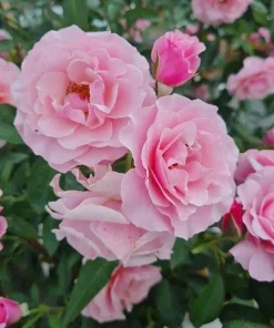 Lady Guadalupe Rose Bush Live Plant – Fragrant Heirloom, 4-6 inch Tall - Image 2