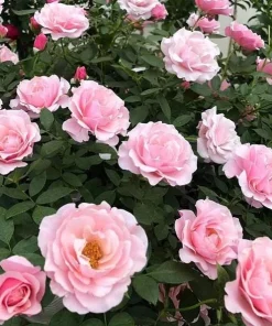 Lady Guadalupe Rose Bush Live Plant – Fragrant Heirloom, 4-6 inch Tall - Image 3